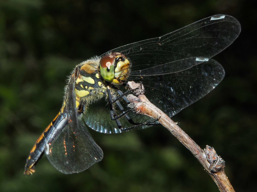 Photograph by Евгения Чепурная