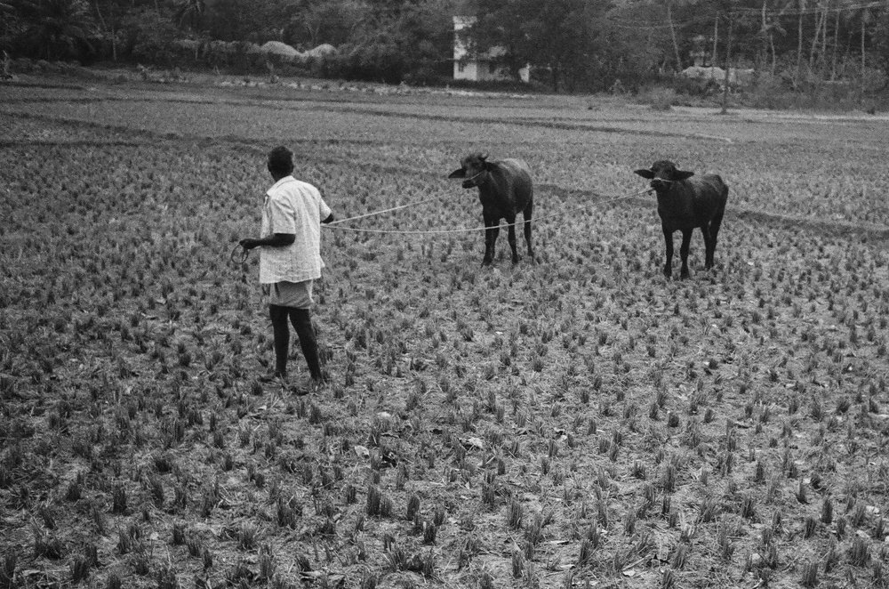 Photograph by Harisankar B