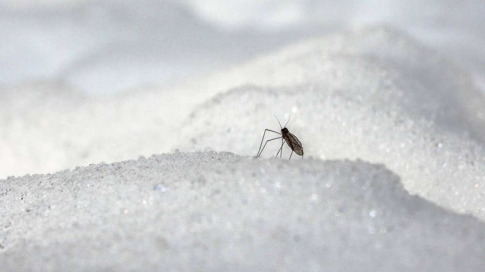 На снежных дюнах.