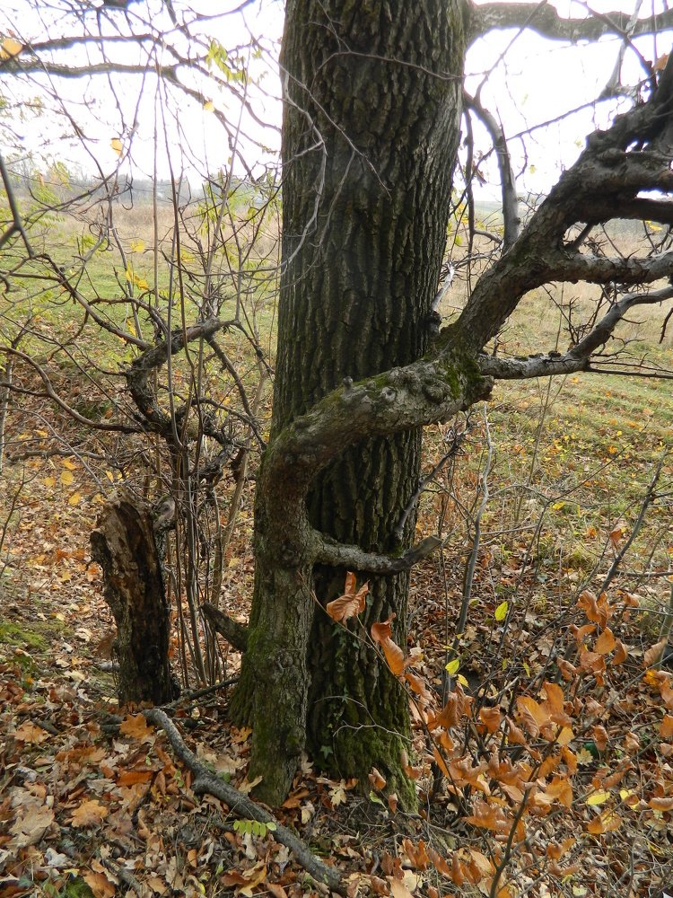 Photograph by Сергей Рапопорт