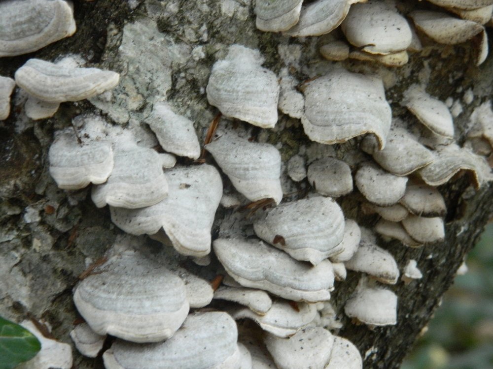 Загадочные грибы