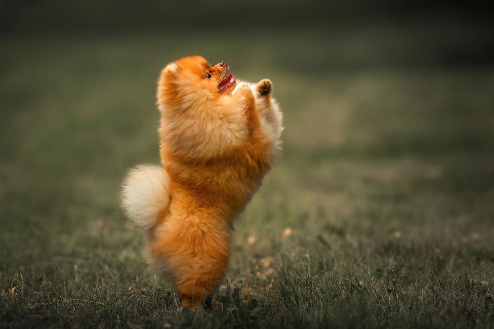 Photograph by Анастасия Корбут