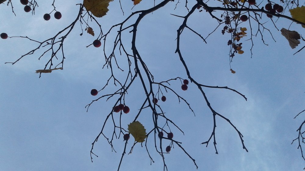 Photo #3878108