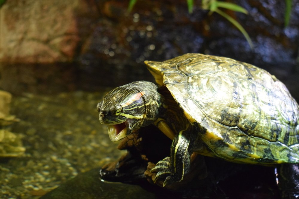 Photograph by Екатерина Вострякова