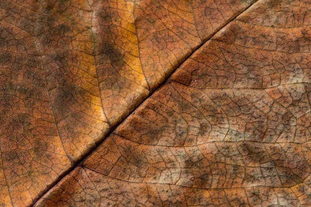 Photograph by Rimma Volchenko