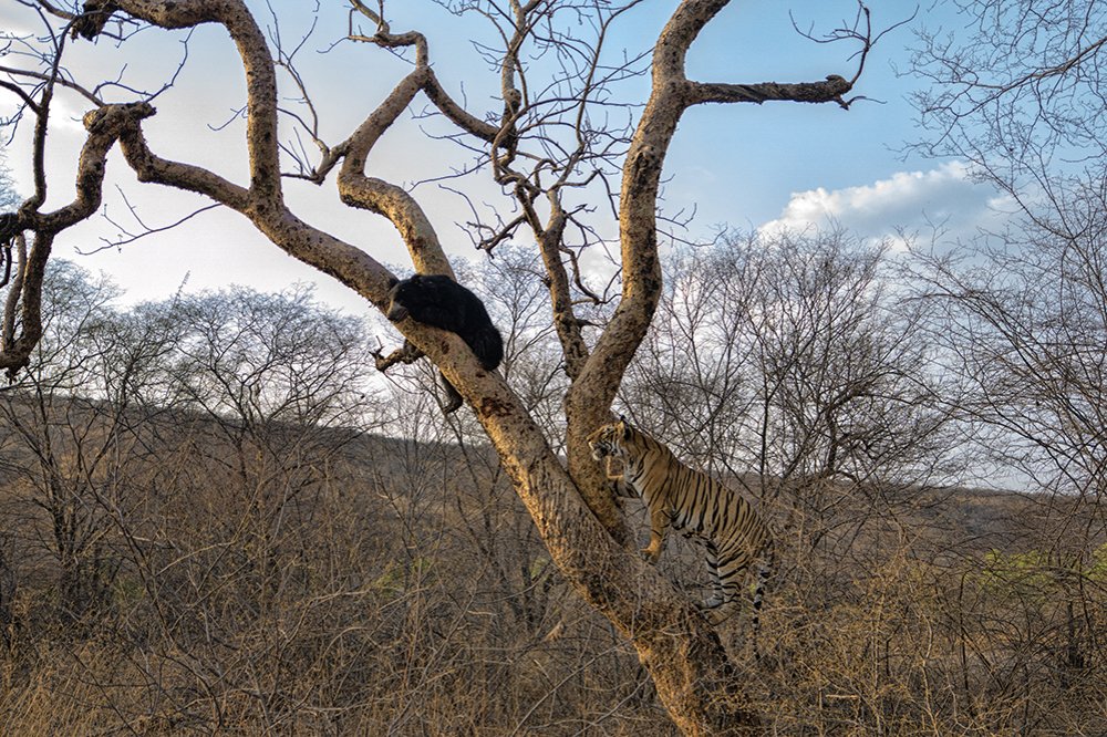 FIGHT BETWEEN TIGER AND SLOTH BEAR