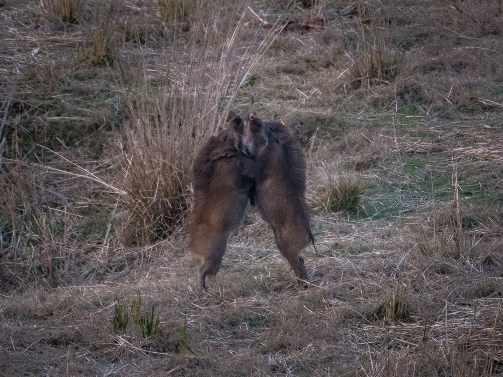 Playful Siblings of Wild Boar
