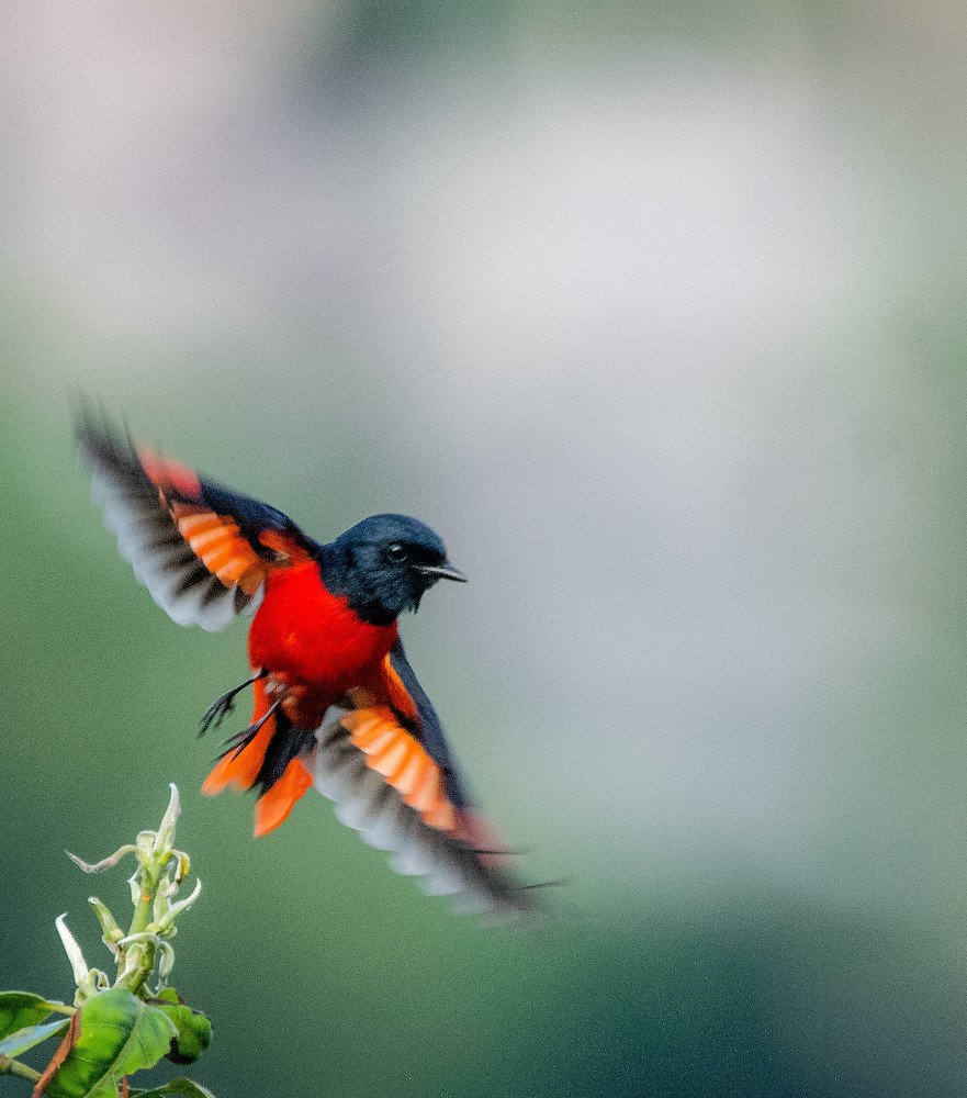 Photograph by Anirudh Vidyabhushan