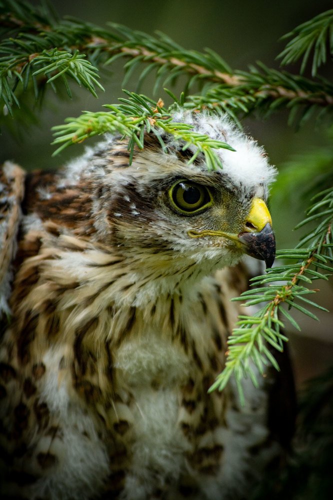 Photograph by Надежда Преминина