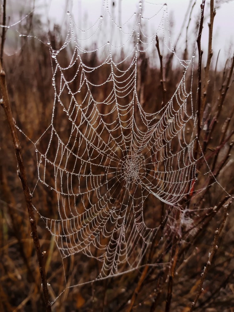 Утренняя паутина
