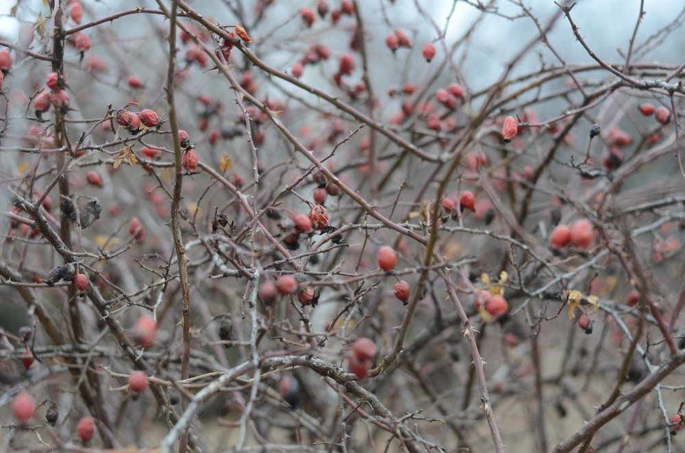 Photograph by Евгений Вознюк