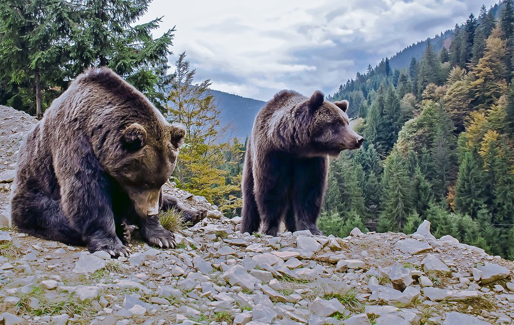 Куда пойдём, Потапыч?