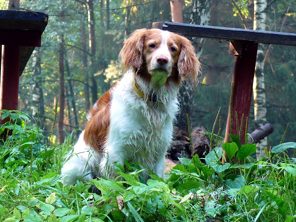 Жил был пес.