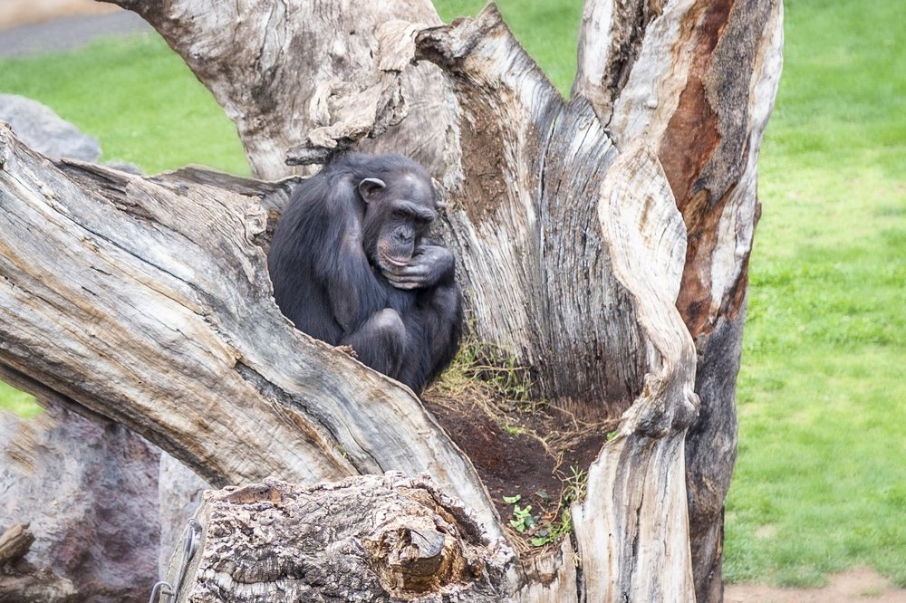 Photograph by Karen Khachaturyants