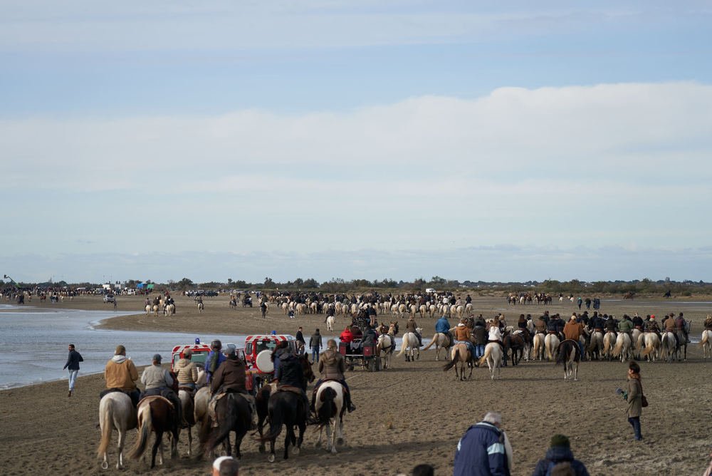 Abrivados Camargue.