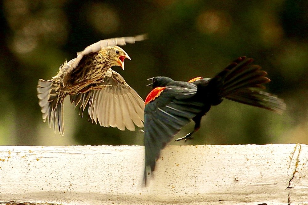 Photograph by Robert Lugibihl