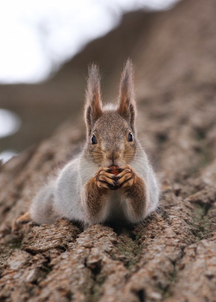 Photograph by Наталья Гайдукевич