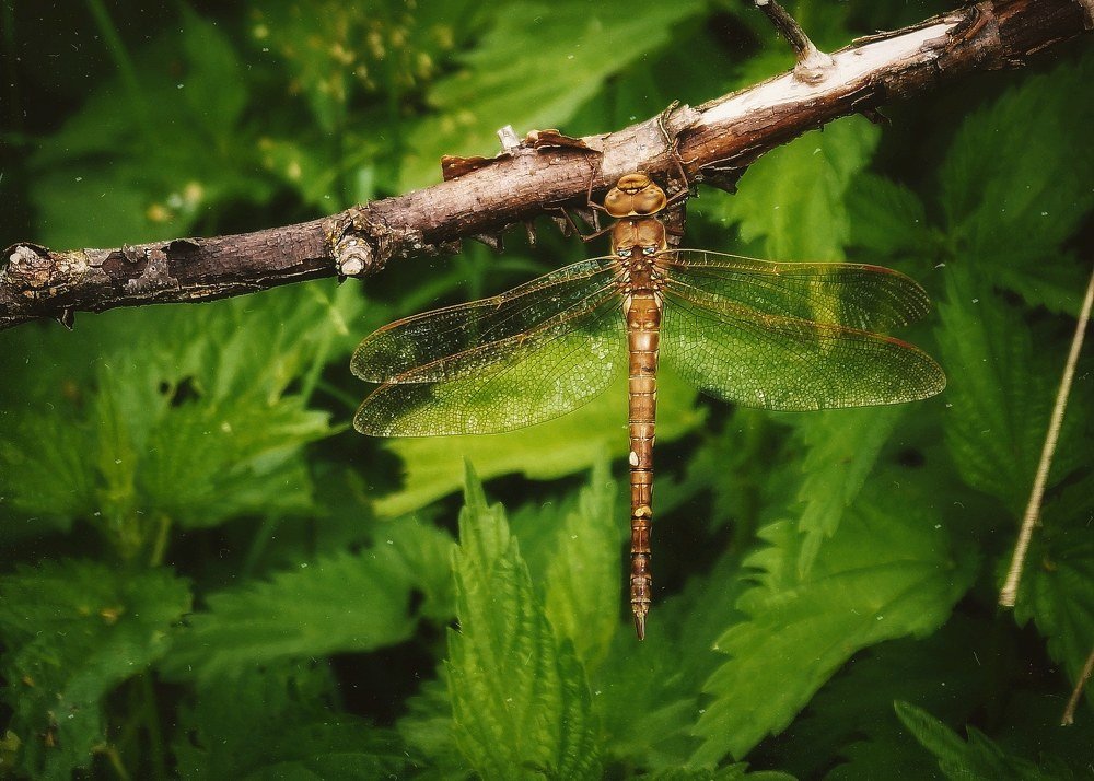 Photograph by Анна Каменева