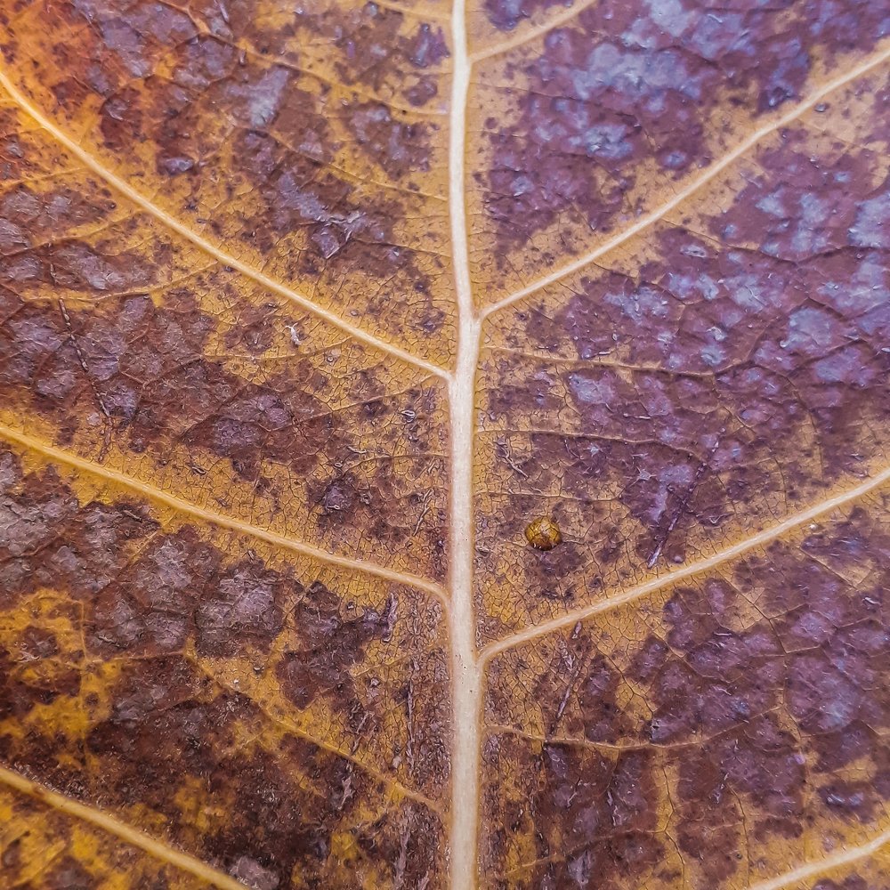 Фотография автора Alipour mohammad