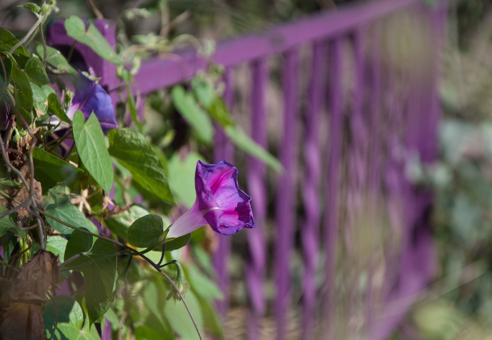 Photograph by Константин Чимбай