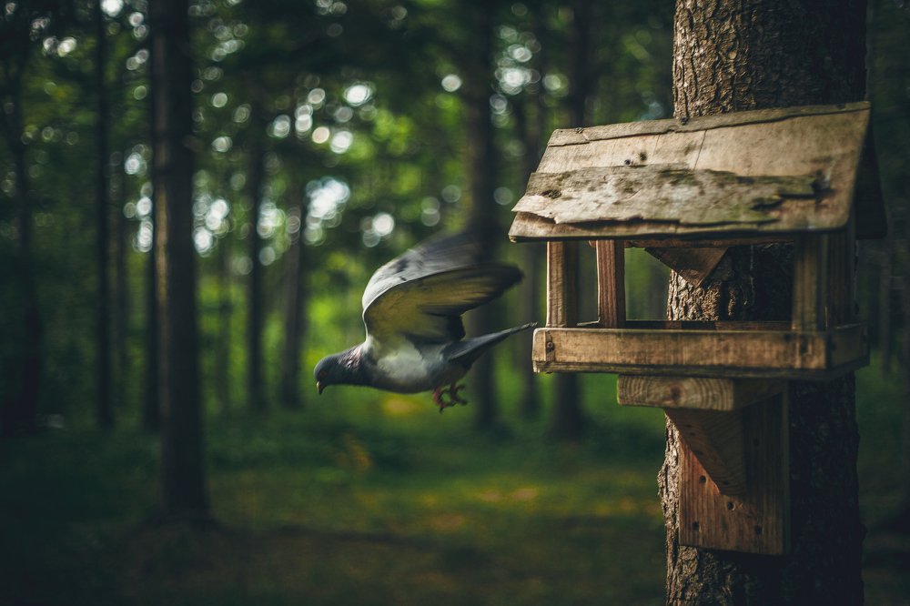 Photograph by Михаил Кондрухов