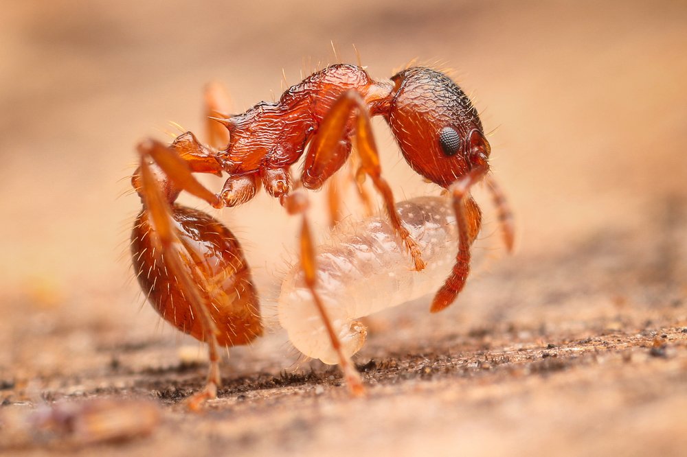 Photograph by Richard Kubica