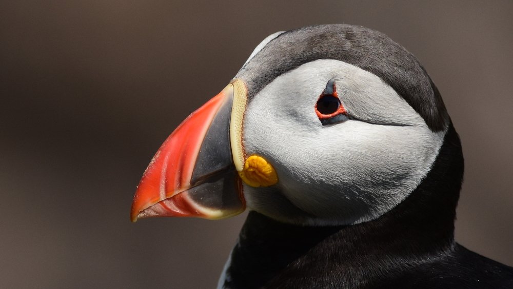 Photograph by PAT SOMERS