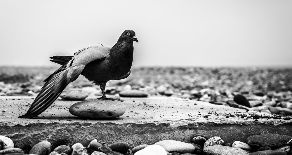 Photograph by Антон Журавлев