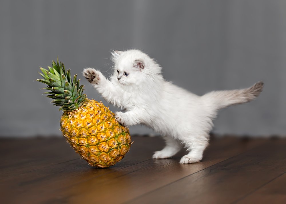 Фотография автора Katherine Bianko