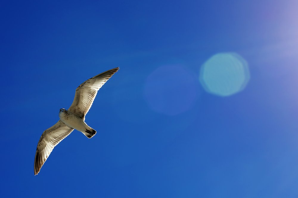 Фотография автора Katherine Bianko