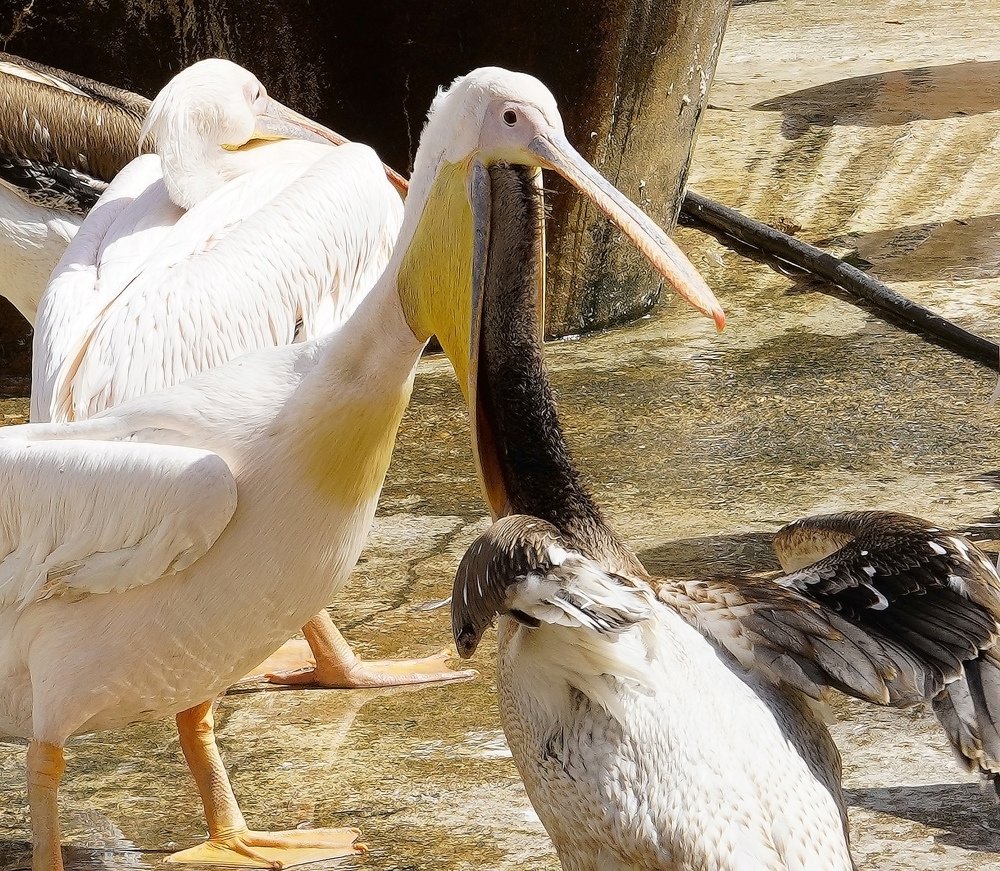 Photograph by Raed Victor Saad