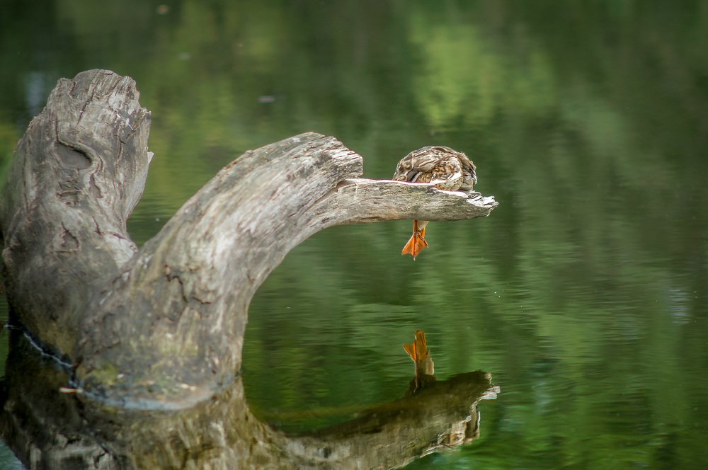 Photograph by Сергей Забиякин