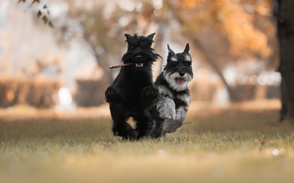 two miniature schnauzers running in the autumn sunset