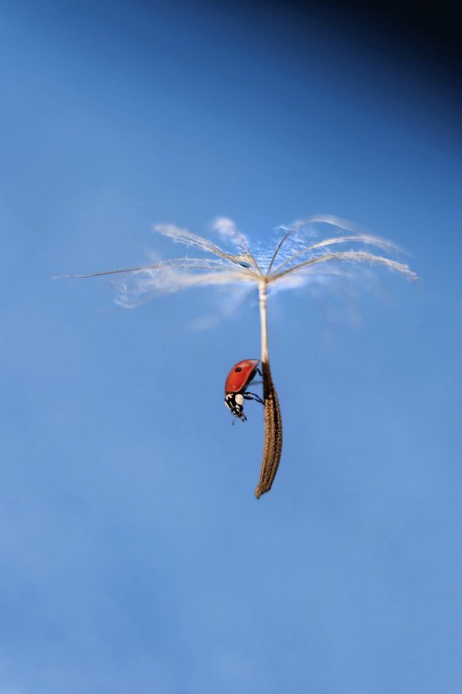 Полет на одуванчике