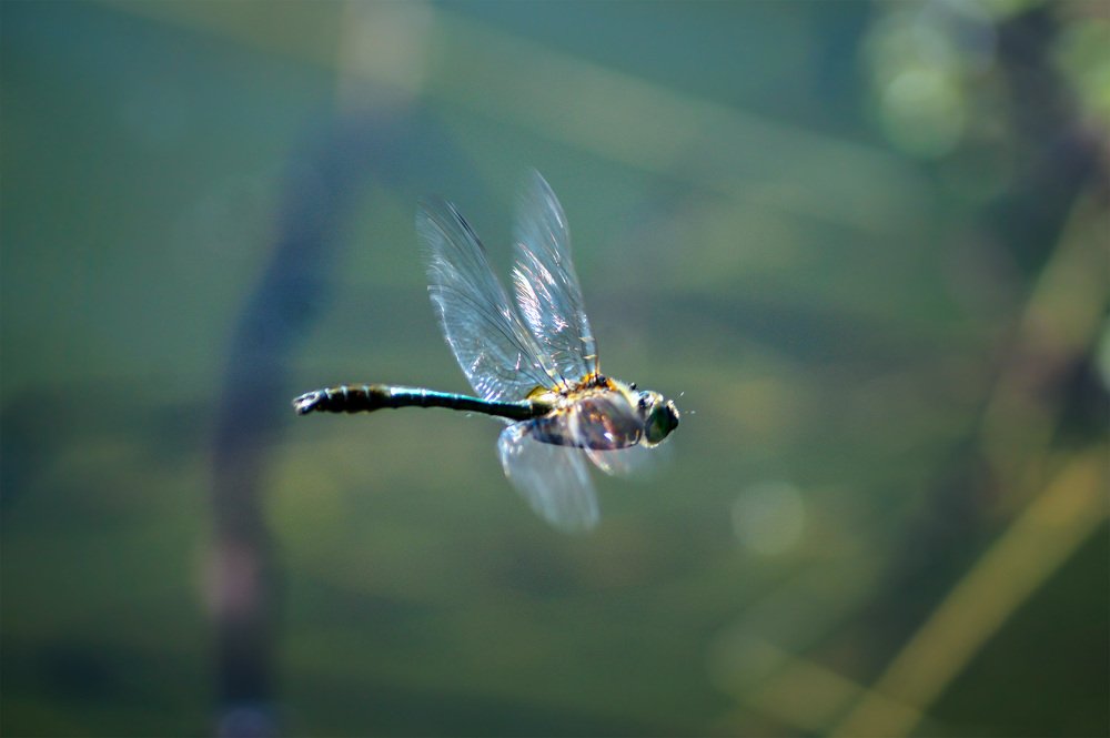 Photograph by Сергей Забиякин