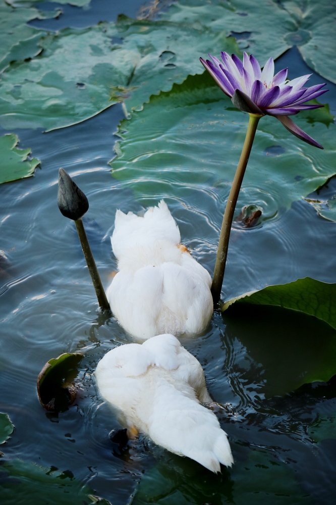 Photograph by kachachart duangket