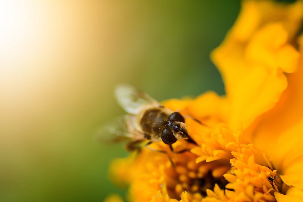 Photograph by Алена Николаева