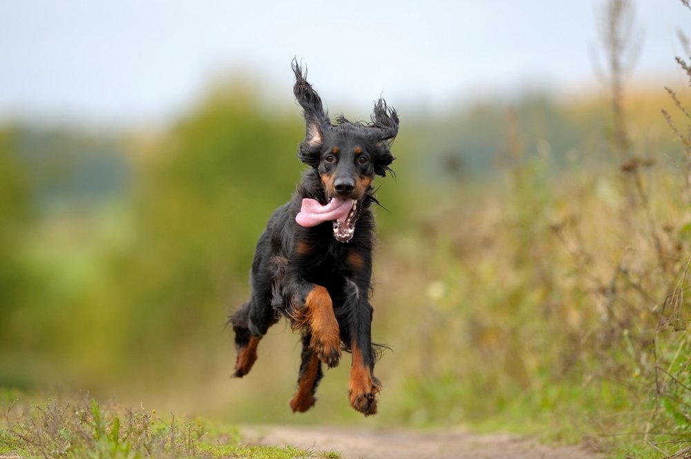 Шотландский сеттер Гай.