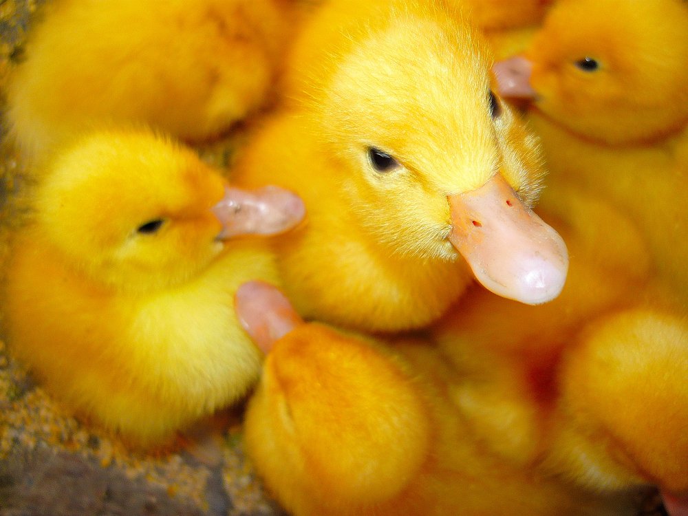 Фотография автора Teglaş Marin