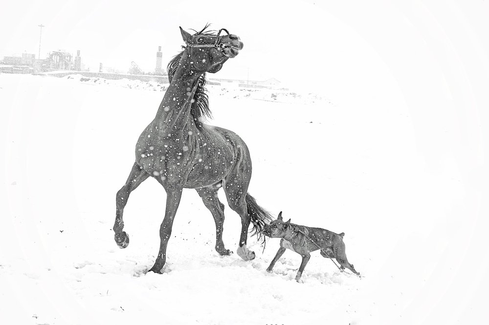 Photograph by Abbas Mohamadi