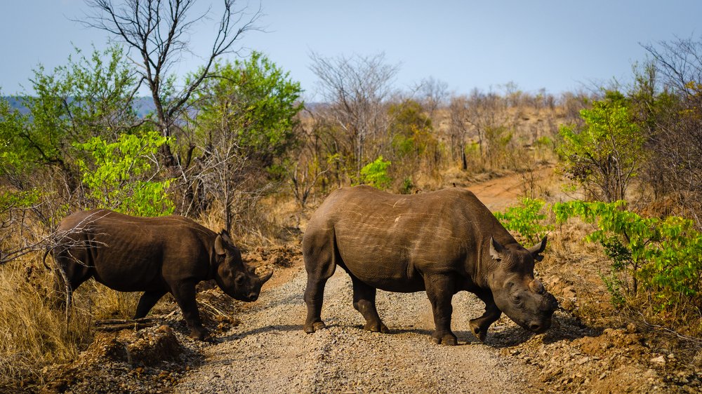 The last of dying breed