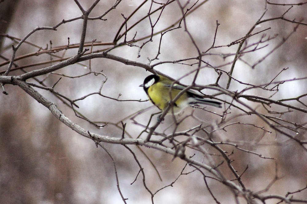Photograph by Надежда Тарасенко