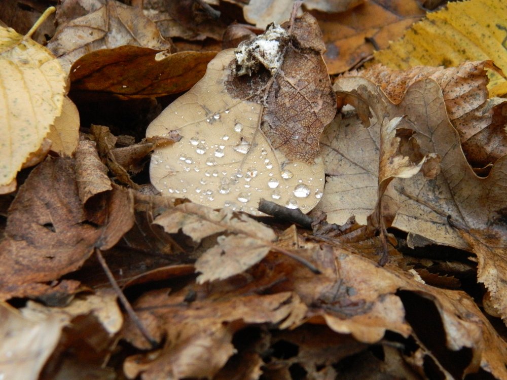 Капли на листке