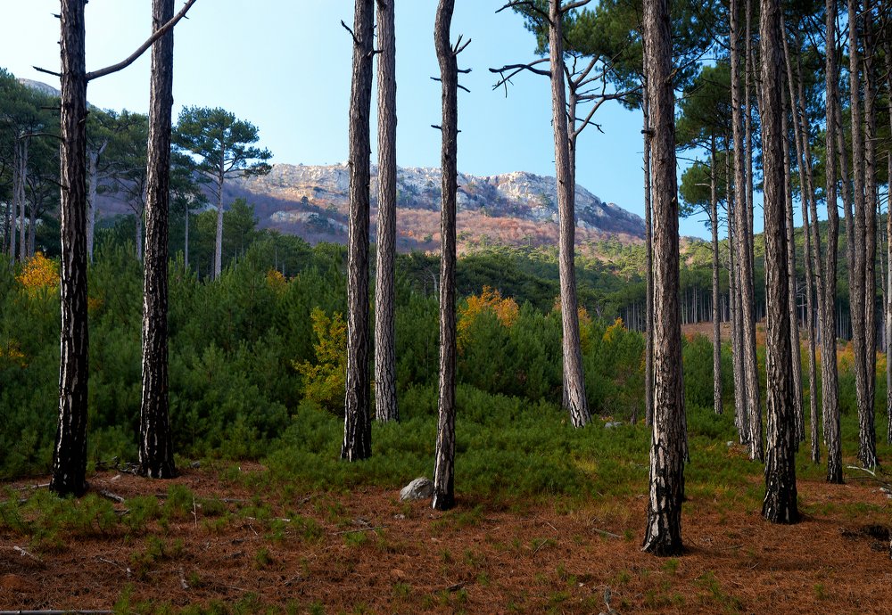 Pines at the foot of AI-Petri