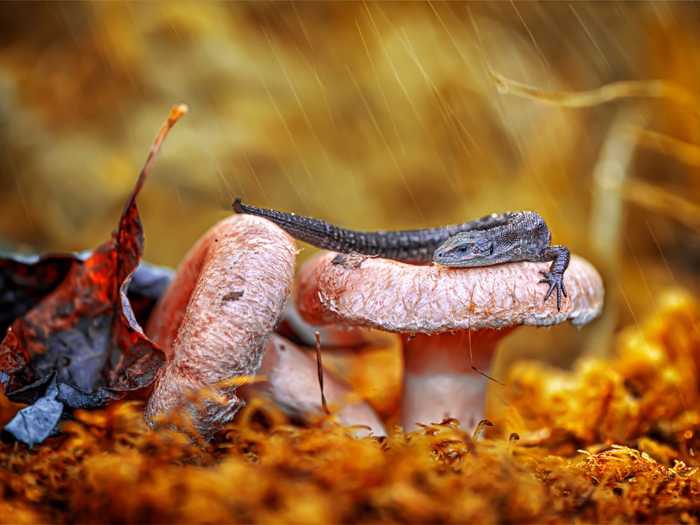 Макромир Валдайского национального природного парка