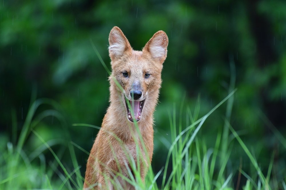 wilderness in action