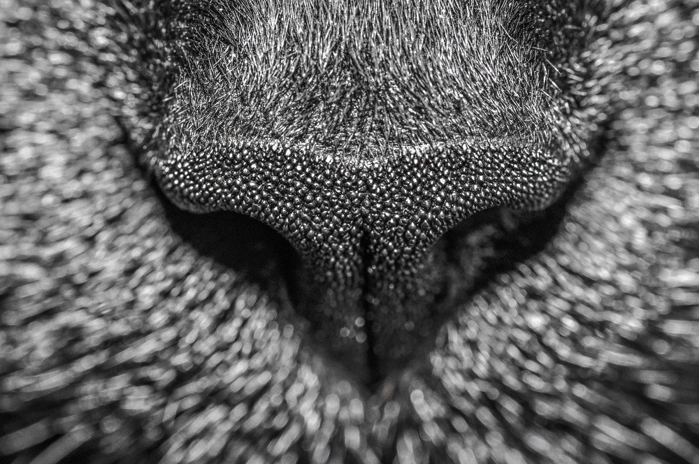 Кошачий нос