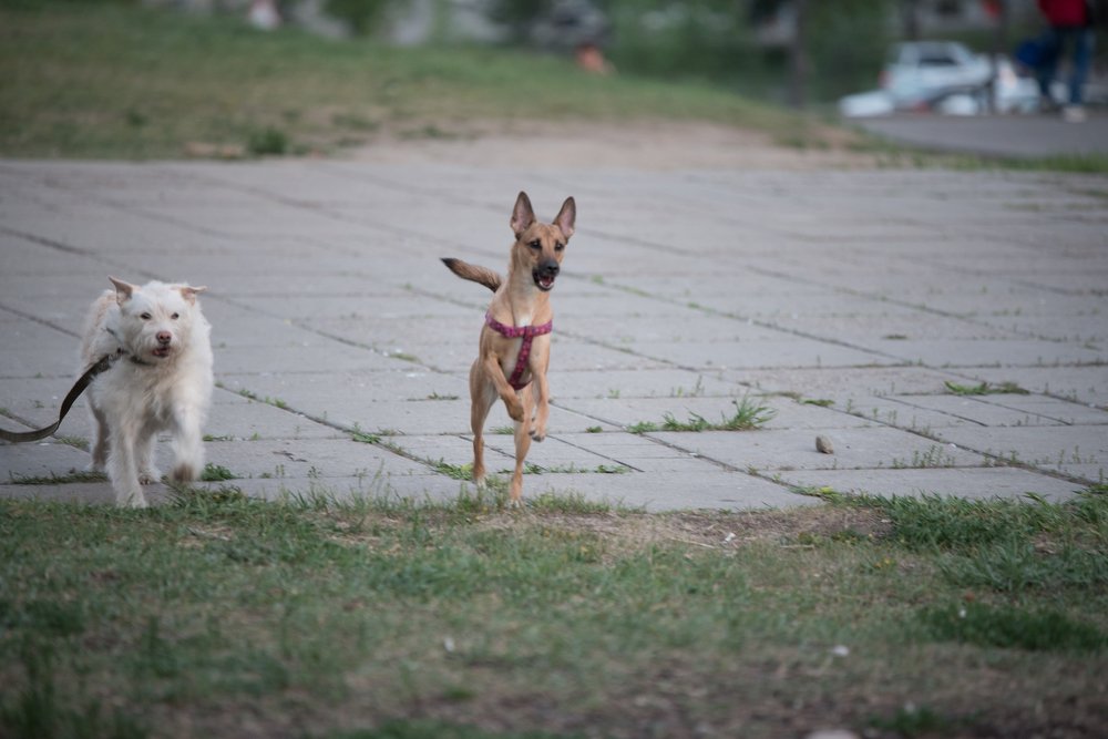 Буся, египетский болид