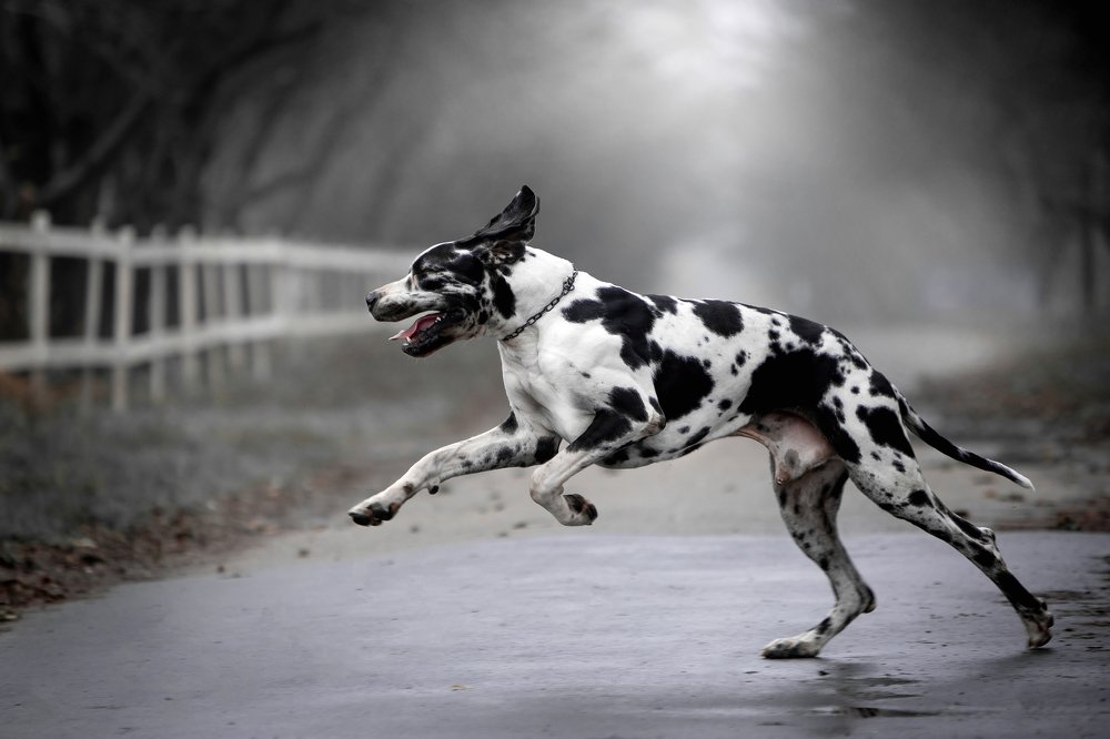 Photograph by Мария Старосельцева