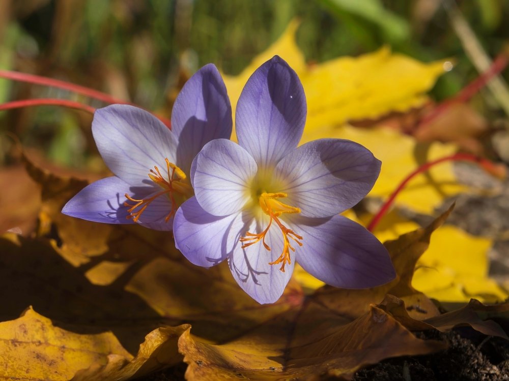 Осенние крокусы